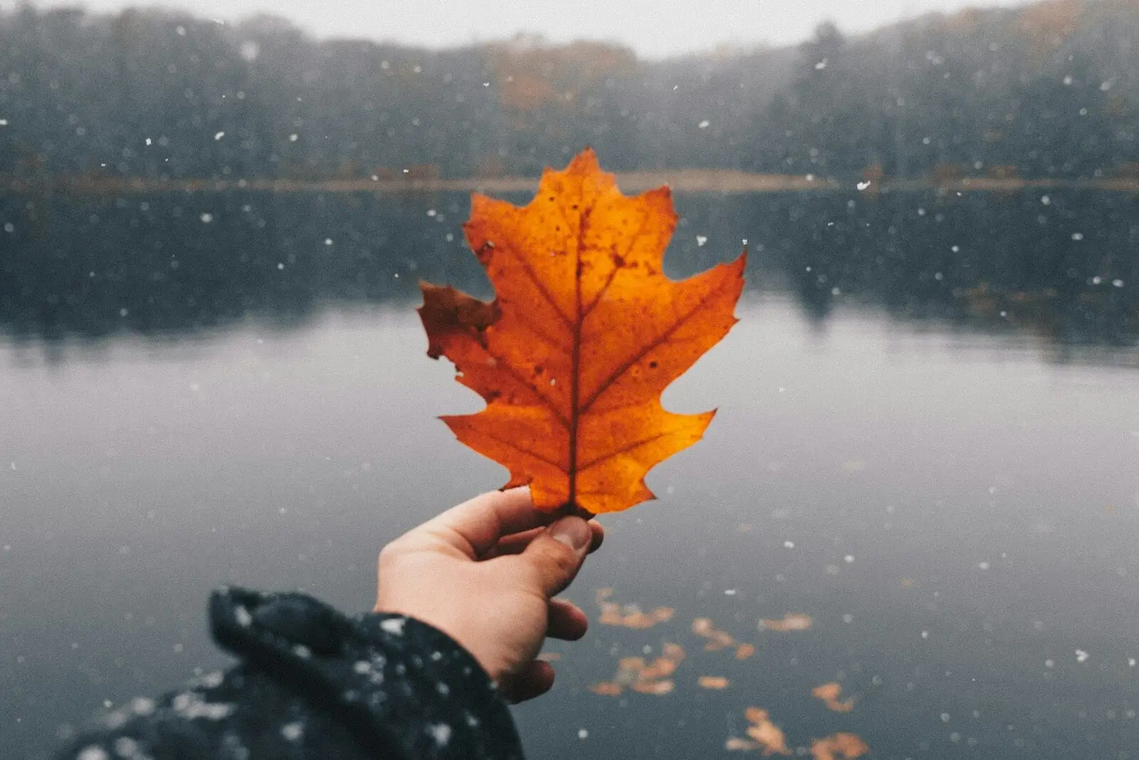 Une main tient une feuille d’érable orangée face à un lac, symbole du lâcher-prise et du désapprentissage