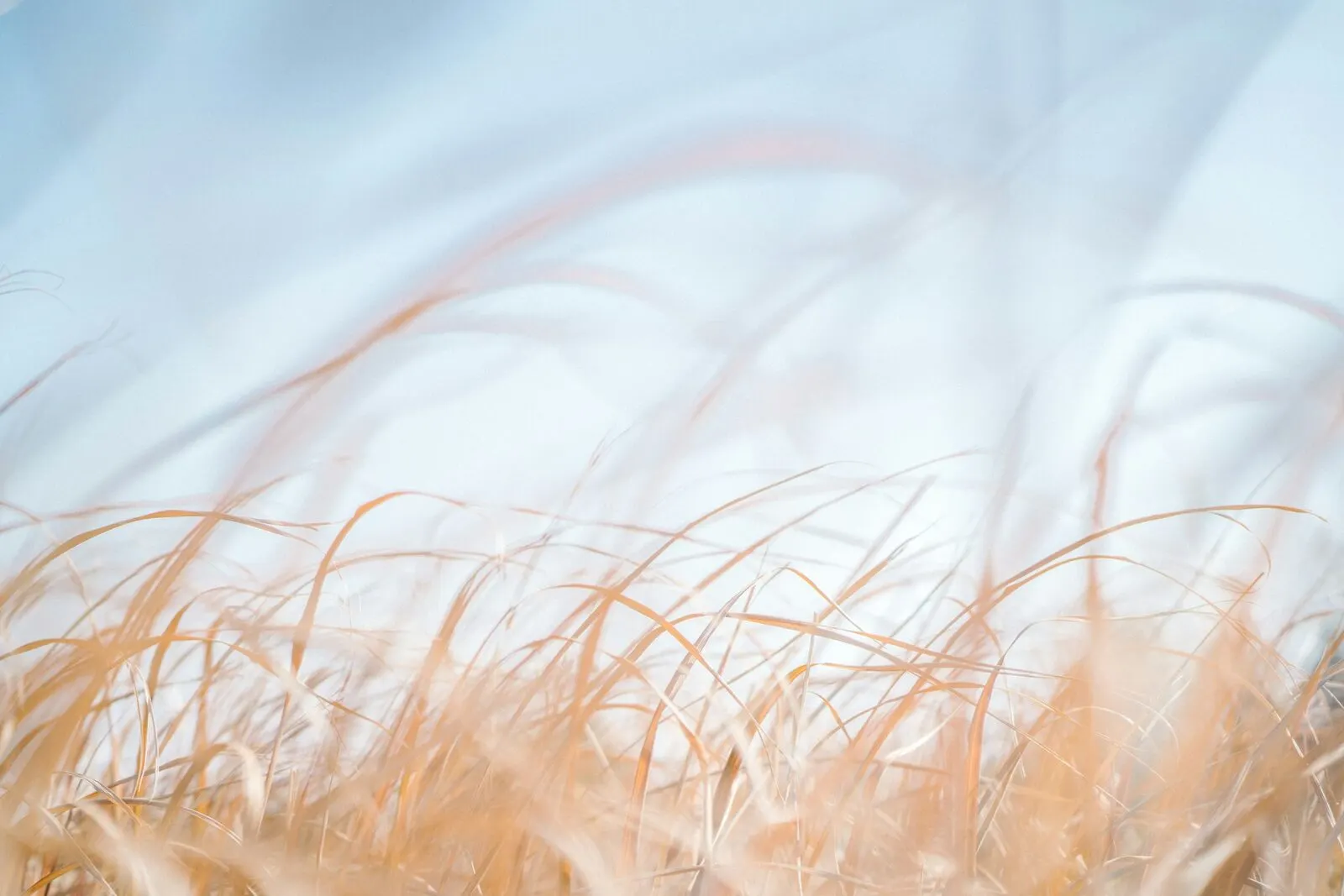 De hautes herbes dorées pliées par le vent sans se rompre, symbole du pas de côté entre résistance et soumission