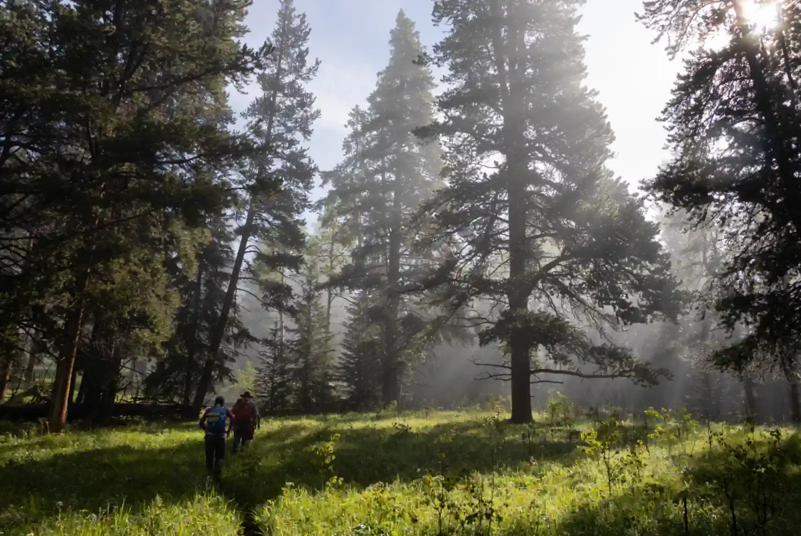 Two hikers walking into a mist-filled clearing beneath tall pines, morning sun cutting shafts of light through the fog